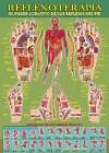Lamina reflexologia organos (49x69)