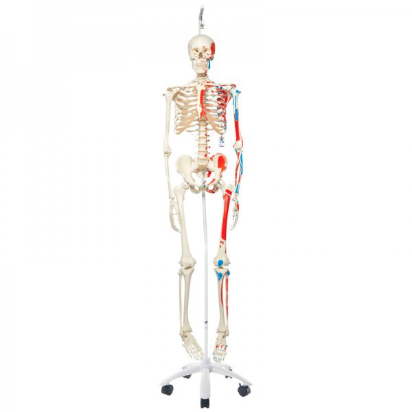 Esqueleto anatómico Max: con músculos y colgado en pie metálico con cinco ruedas