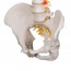 Modelo de columna vertebral flexible: Versión clásica