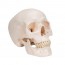 Modelo de cráneo clásico: Tres partes diferentes