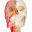 Modelo de cráneo didáctico de lujo BONElike: Siete partes diferentes