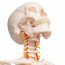 Esqueleto anatómico de lujo Fred: esqueleto flexible en soporte de cinco patas con ruedas