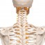 Esqueleto anatómico de lujo Fred: esqueleto flexible en soporte de cinco patas con ruedas