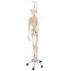 Esqueleto funcional completo Feldi: colgado de un pie metálico de cinco ruedas (Modelo especial)