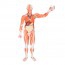 Figura humana masculina con músculos de tamaño natural (Desmontable en 37 piezas)