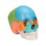 Modelo de cráneo desmontable de 22 piezas: Versión didáctica