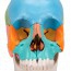 Modelo de cráneo desmontable de 22 piezas: Versión didáctica