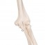 Esqueleto clásico anatómico Stan: en soporte de cinco patas con ruedas