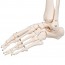 Esqueleto clásico anatómico Stan: en soporte de cinco patas con ruedas