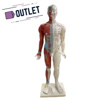 Modelo anatómico de cuerpo humano masculino 85 cm - OUTLET