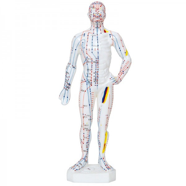 Modelo Anatómico de Cuerpo Humano Masculino 26 cm: 361 puntos de acupuntura y 80 puntos curiosos