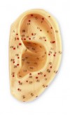 Oreja (izda.) (caucho blando) (8 cms) Oreja (izda.) (caucho blando) (8 cms)