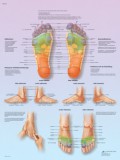 Lamina de Reflexoterapia plantar Lamina de Reflexoterapia plantar
