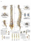 Lámina de anatomía de la columna vertebral Lámina de anatomía de la columna vertebral