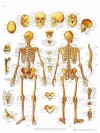 Póster Anatomía del esqueleto humano Póster Anatomía del esqueleto humano