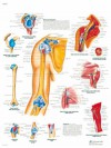 Lámina de anatomía del Hombro y el codo Lámina de anatomía del Hombro y el codo