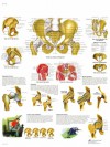 Lámina de anatomía de la pelvis y la cadera Lámina de anatomía de la pelvis y la cadera