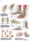 Lámina de anatomía del pie y el tobillo Lámina de anatomía del pie y el tobillo