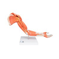 Modelo de brazo con músculos: Seis partes diferentes