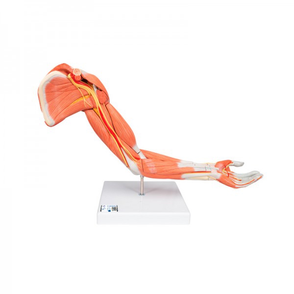 Modelo de brazo con músculos: Seis partes diferentes