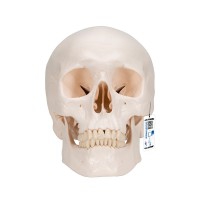 Modelo de cráneo clásico: Tres partes diferentes