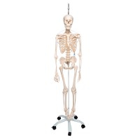 Esqueleto funcional completo Feldi: colgado de un pie metálico de cinco ruedas (Modelo especial)