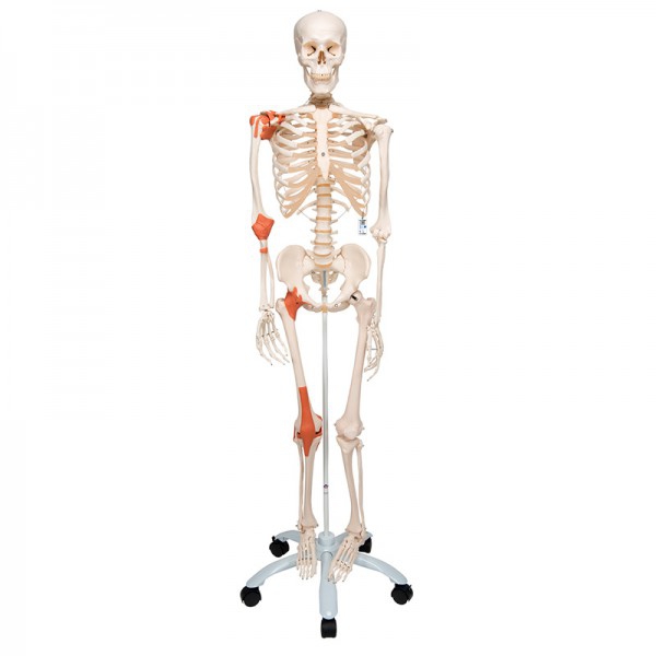 Esqueleto anatómico Leo: con ligamentos articulares y soporte de cinco patas con ruedas