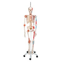 Esqueleto anatómico de lujo Sam: en soporte de pie metálico de cinco ruedas