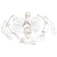 Esqueleto completo desarticulado: con cráneo de tres piezas