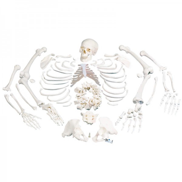 Esqueleto completo desarticulado: con cráneo de tres piezas