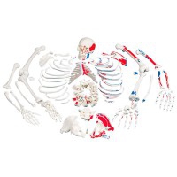 Esqueleto completo desarticulado con descripción de músculos
