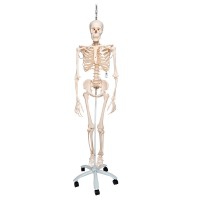 Esqueleto fisiológico Phil: sobre soporte rotatorio de cinco ruedas (Especial fisioterapia y osteopatía)