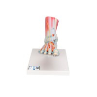 Modelo del esqueleto del pie con ligamentos y músculos