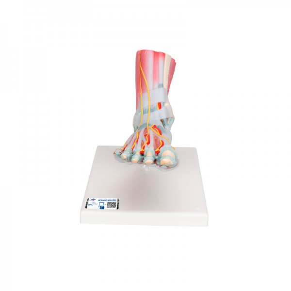 Modelo del esqueleto del pie con ligamentos y músculos