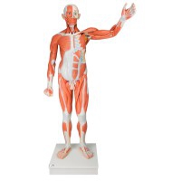 Figura humana masculina con músculos de tamaño natural (Desmontable en 37 piezas)
