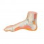 Modelo de pie realista (Ideal para estudio anatómico)