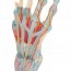 Modelo del esqueleto de la mano con ligamentos y músculos