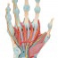 Modelo del esqueleto de la mano con ligamentos y músculos