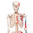 Esqueleto anatómico Max: con músculos en soporte de cinco patas con ruedas