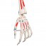 Esqueleto anatómico Max: con músculos en soporte de cinco patas con ruedas