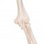 Esqueleto anatómico Leo: con ligamentos articulares y soporte de cinco patas con ruedas