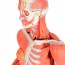 Figura de réplica humana con músculos de doble sexo (Desmontable en 45 piezas)