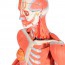Figura humana femenina con músculos (Desmontable en 23 piezas)