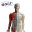 Modelo anatómico de cuerpo humano masculino 85 cm - OUTLET