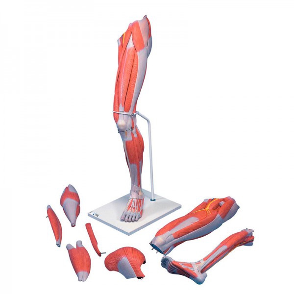 Modelo de músculos de la pierna desmontable en siete piezas diferentes