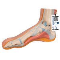 Modelo de pie realista (Ideal para estudio anatómico)