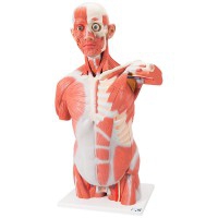 Modelo de torso con músculos de tamaño natural desmontable (27 partes diferentes)