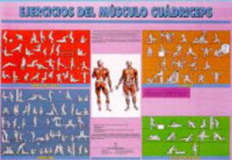 1- LOS MÚSCULOS