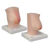 Modelo anatómico de mama de mujer L56. Anatomía Mamaria Realista para Docencia y Formación