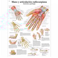 Lámina de anatomía: Mano y articulación radiocarpiana